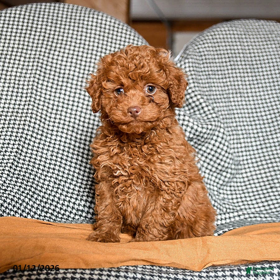 Cavapoo dogs Cooper - Ad 9