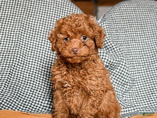 Cavapoo dogs Cooper - Ad 2