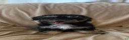 Mini Bernedoodle dogs for sale: Mini Bernedoodle 1 - Ad 2
