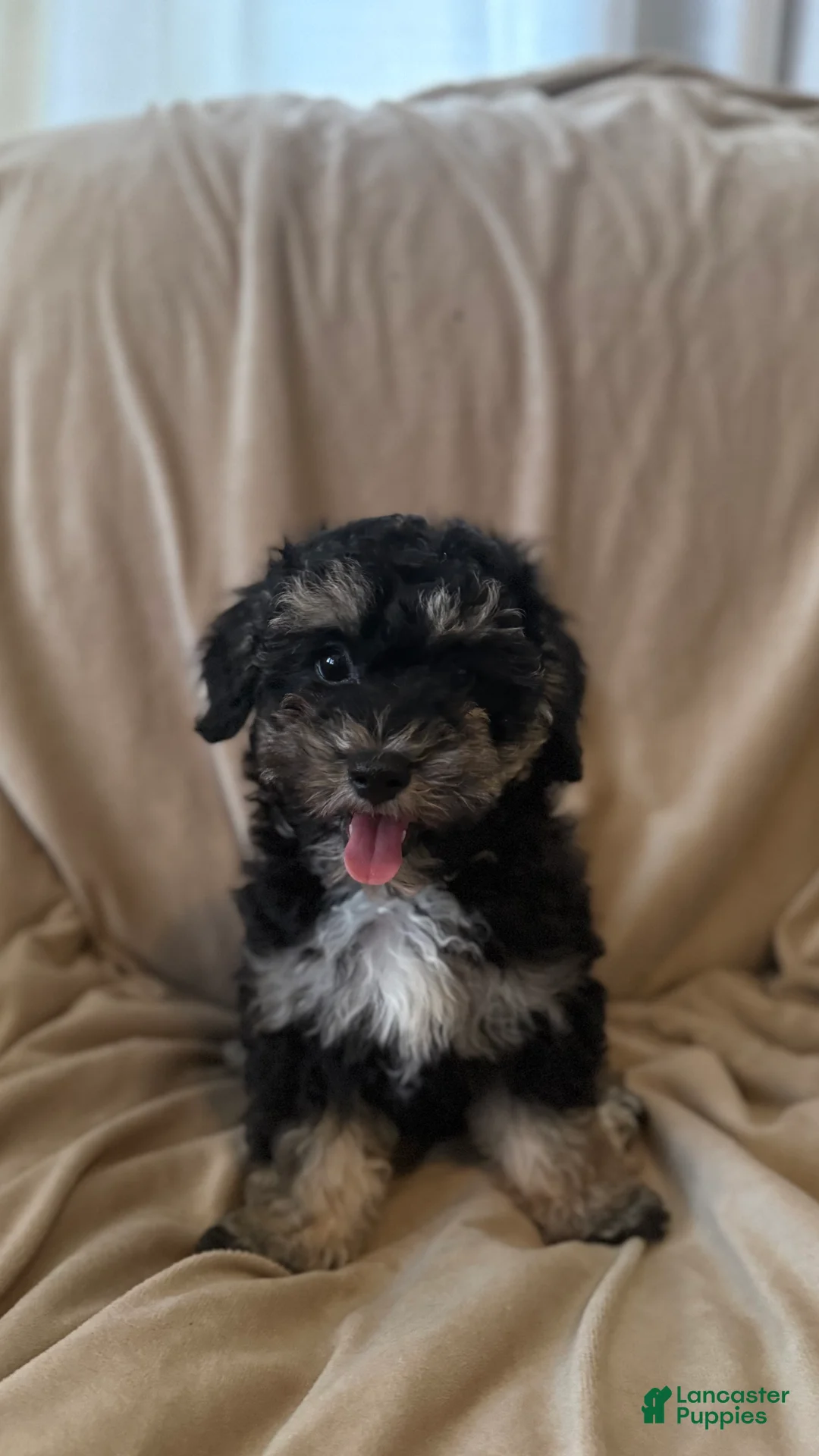 Mini Bernedoodle dogs for sale: Mini Bernedoodle 1 - Ad 2