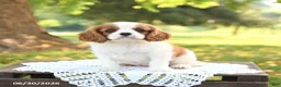 Cavalier King Charles Spaniel dogs for sale: Hoss - Ad 5