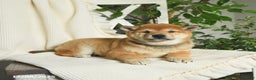 Shiba Inu dogs for sale: Apollo - Ad 3