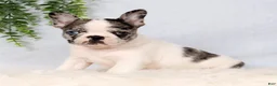 Frenchton dogs for sale: Daffodil - Ad 4