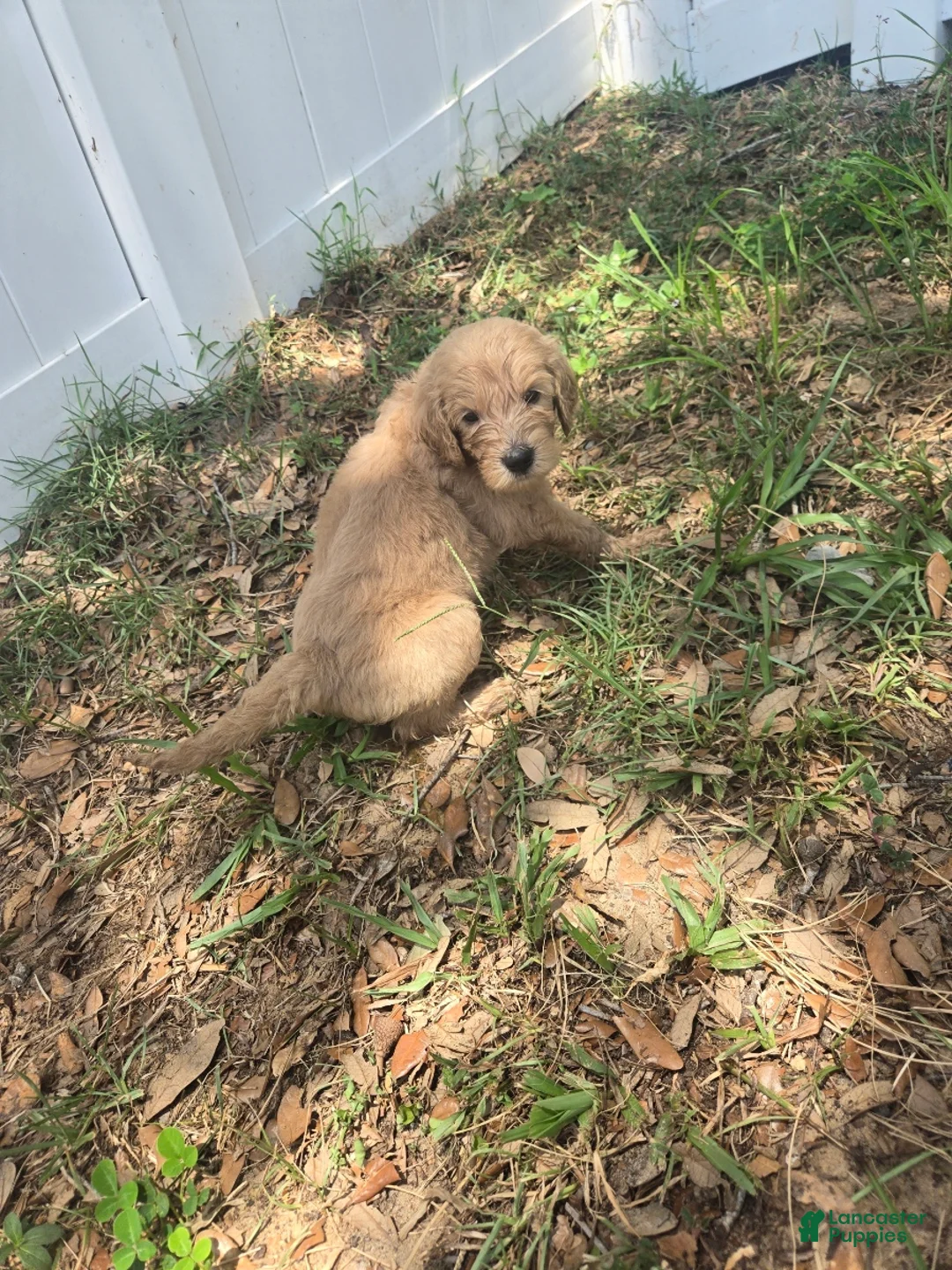 Goldendoodle dogs for sale: Rose - Ad 8