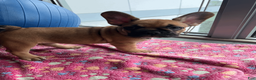 French Bulldog dogs for sale: COCOA - Ad 7