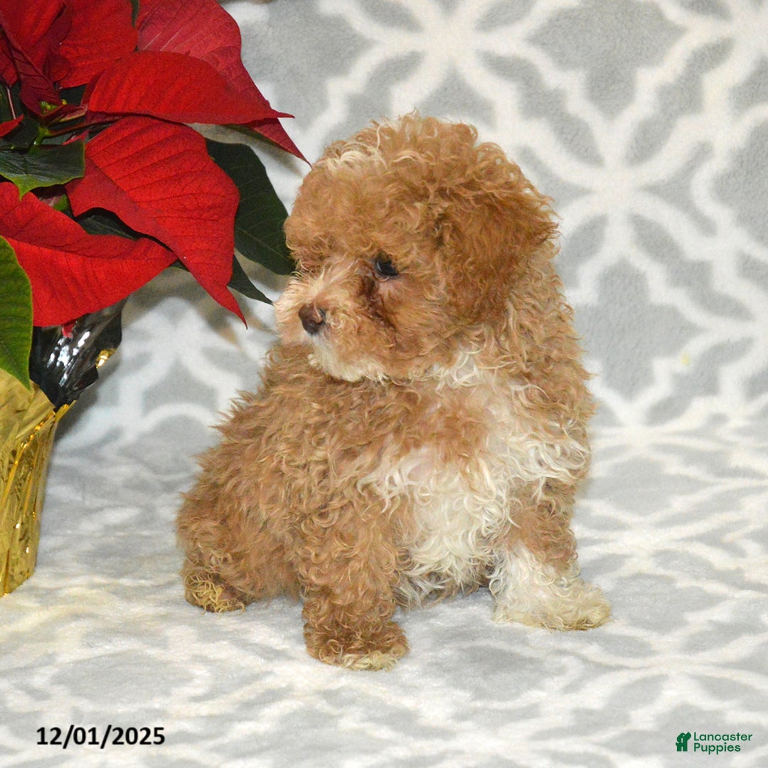 Maltipoo dogs for sale: Blitzen - Ad 3