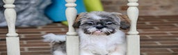 Shih Tzu dogs for sale: Snickers (Neutered) - Ad 3