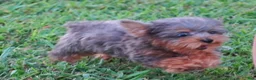 Yorkiepoo dogs for sale: Yorkiepoo 1 - Ad 3