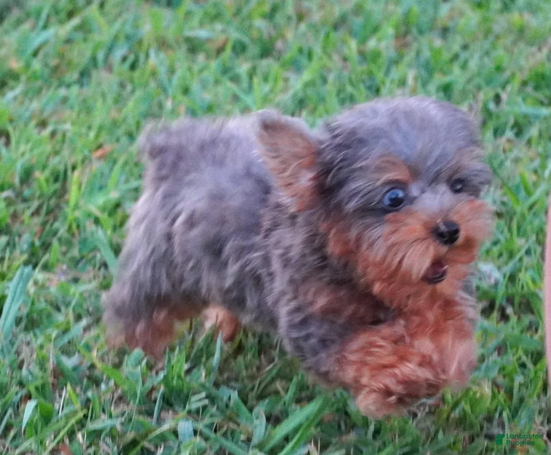 Yorkiepoo dogs for sale: Yorkiepoo 1 - Ad 3