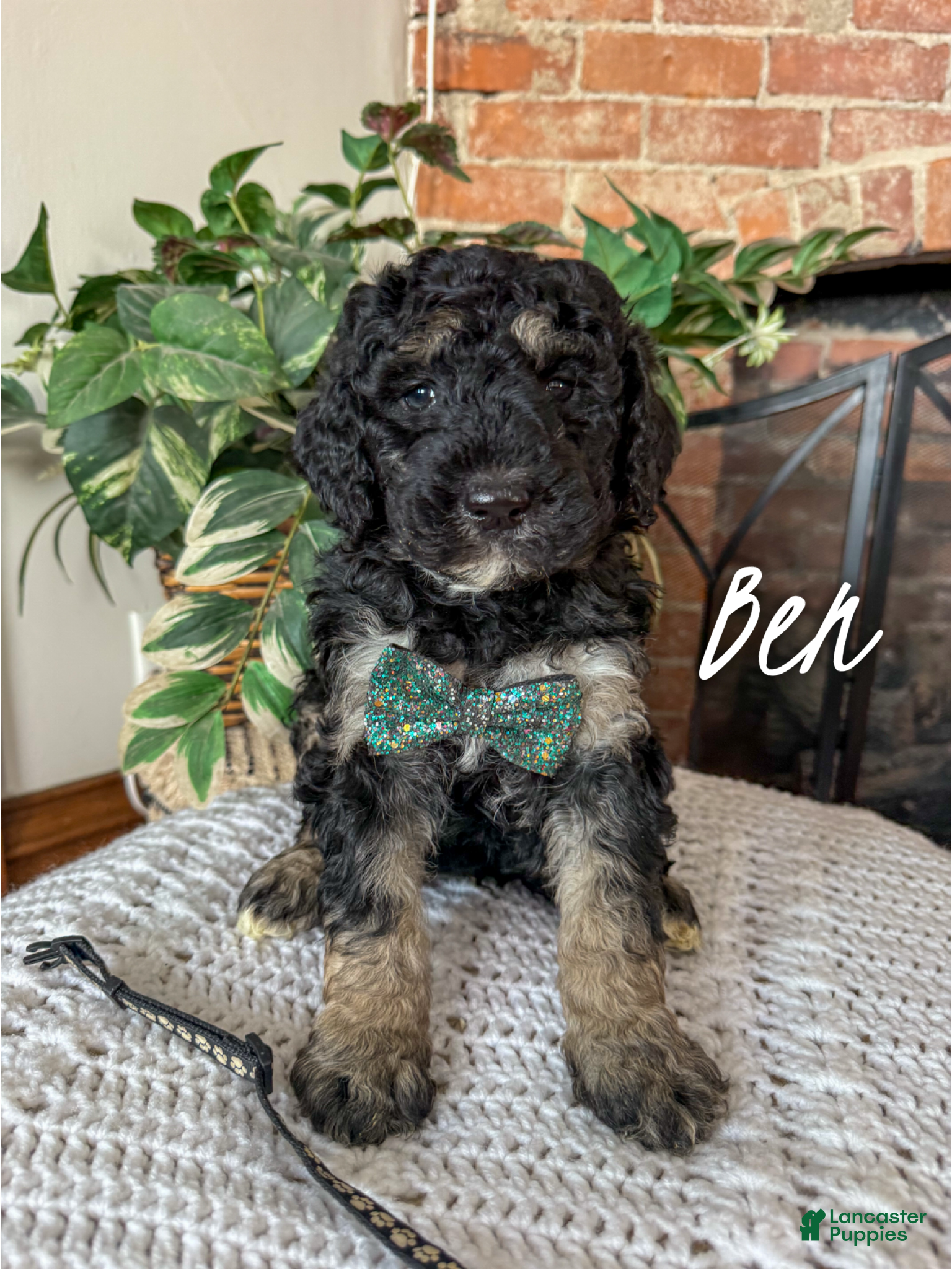 Mixed Breed dogs Ben - Ad 6