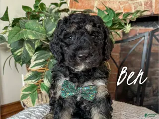 Mixed Breed dogs Ben - Ad 9