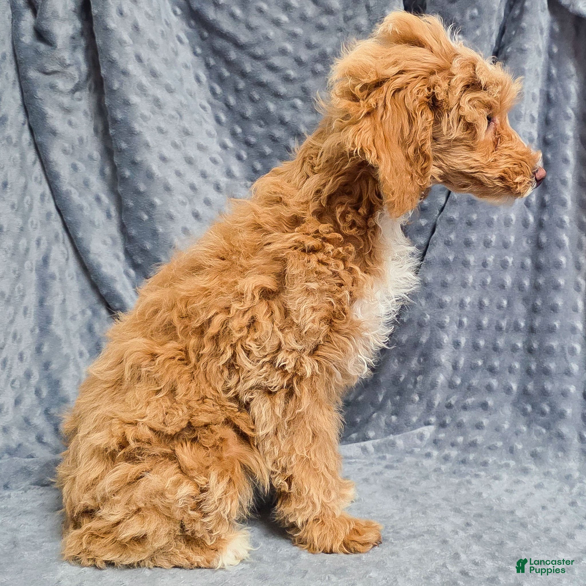 Standard Poodle dogs Cactus - Ad 2