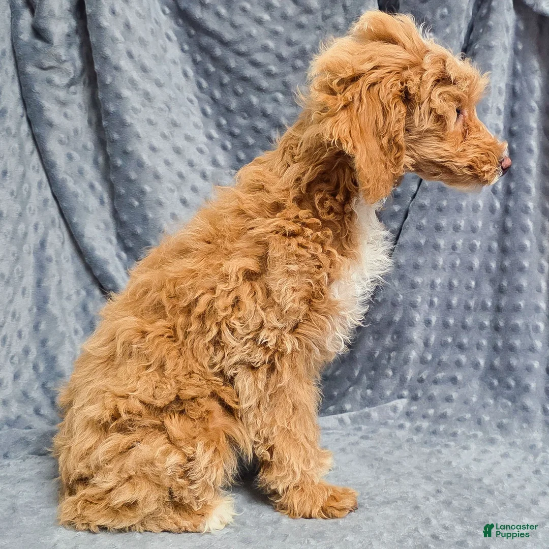Standard Poodle dogs for sale: Cactus - Ad 2