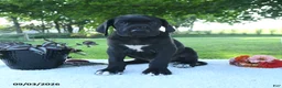 Great Dane dogs for sale: Lola - Ad 9