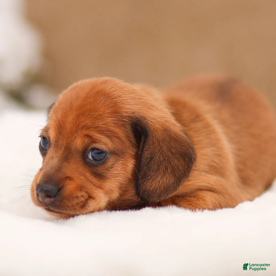 Miniature Dachshund dogs for sale: Izzy Miniature Dachshund - Ad 3