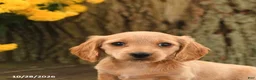 Miniature Dachshund dogs for sale: Daisy - Ad 5