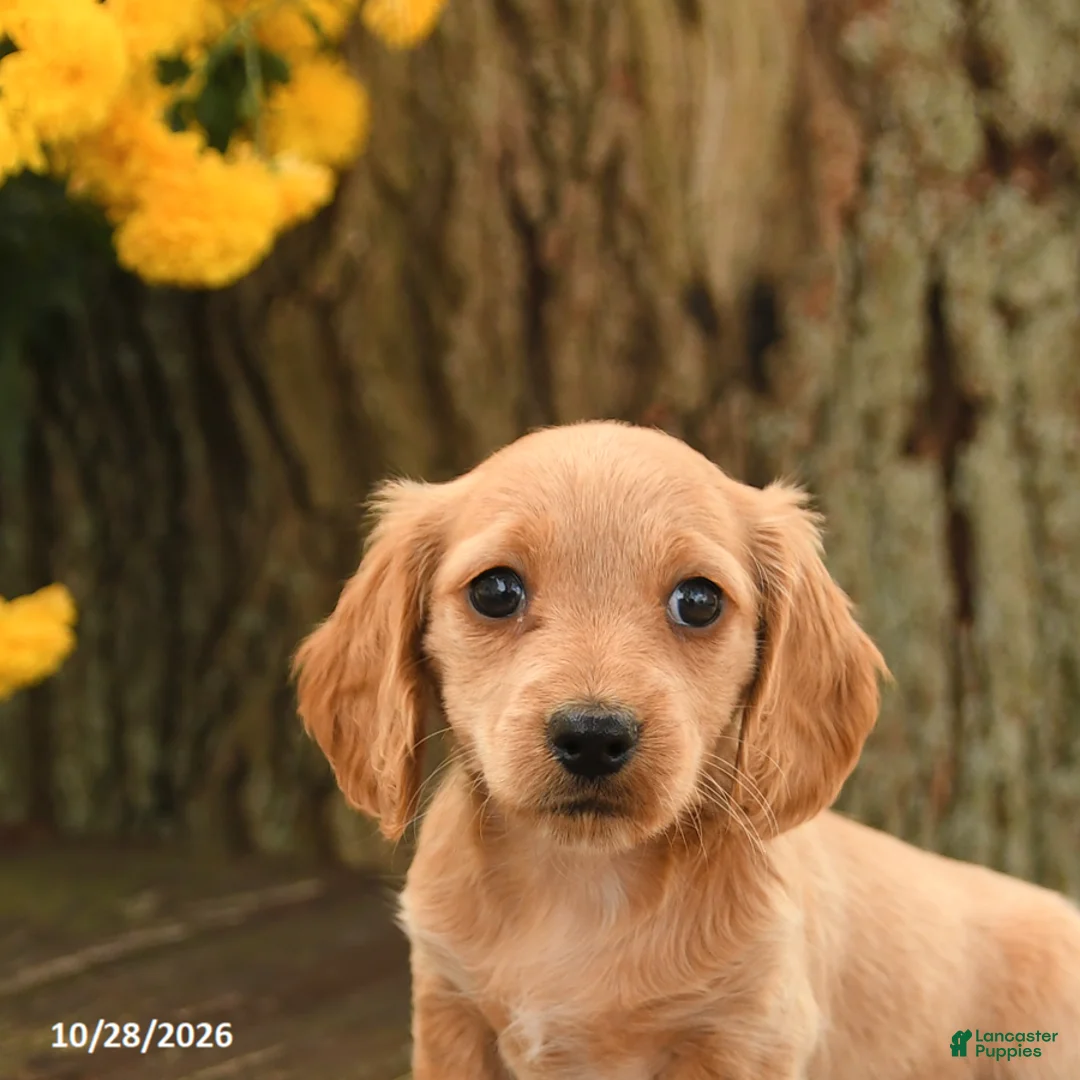 Miniature Dachshund dogs for sale: Daisy - Ad 5