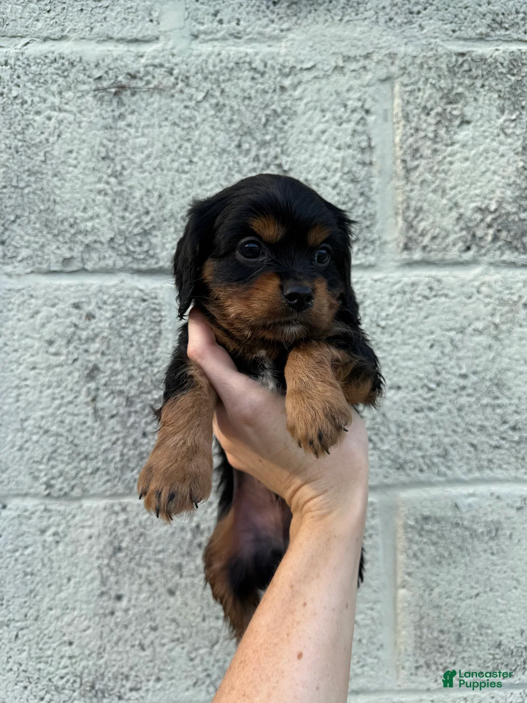 Cavapoo dogs for sale: Cavapoo Puppy 2 - Ad 2