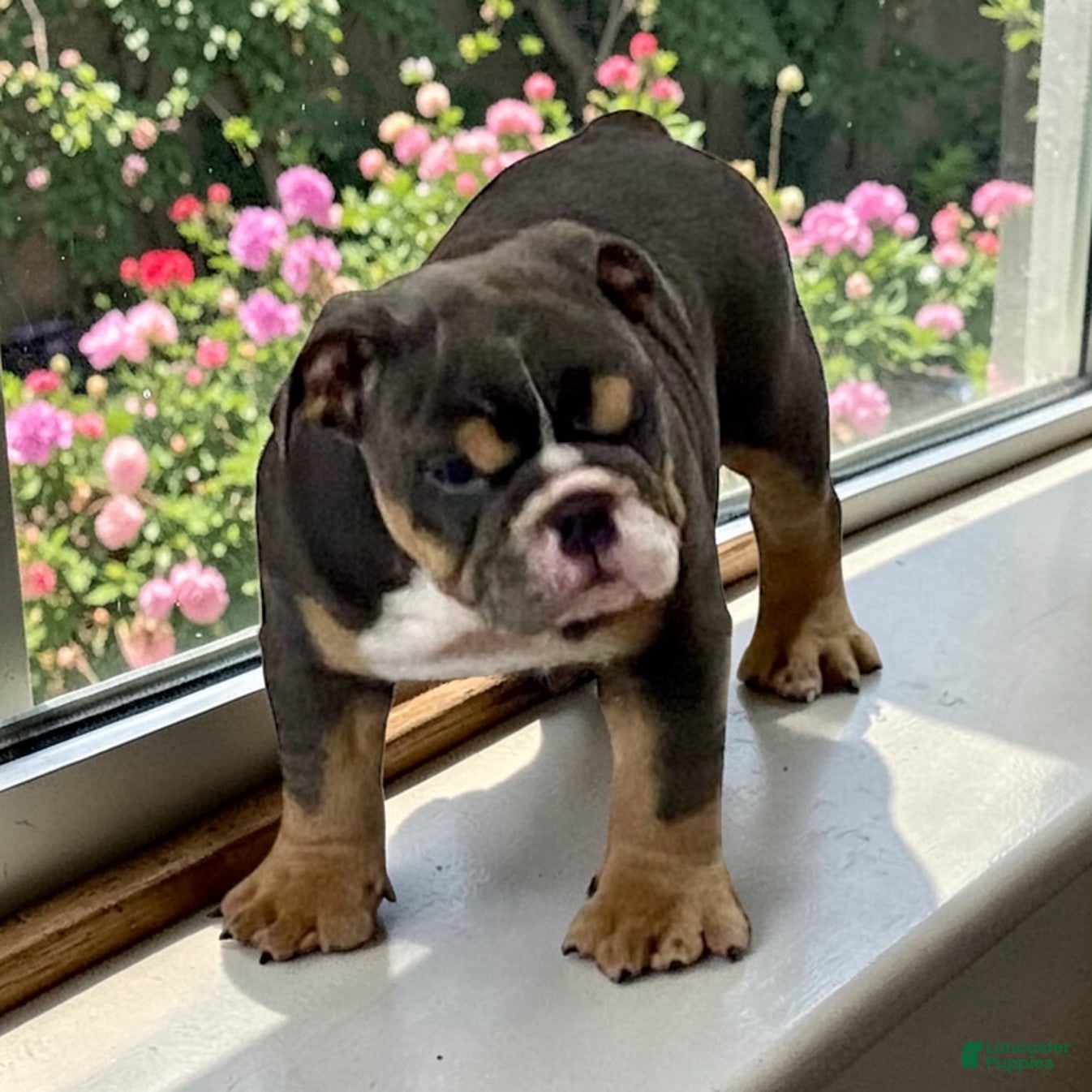 English Bulldog dogs Blue Beauty - Ad 1