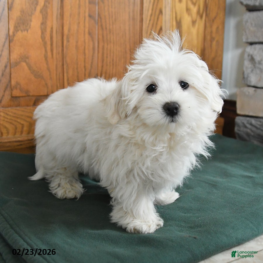 Maltese dogs Baxter - Ad 2