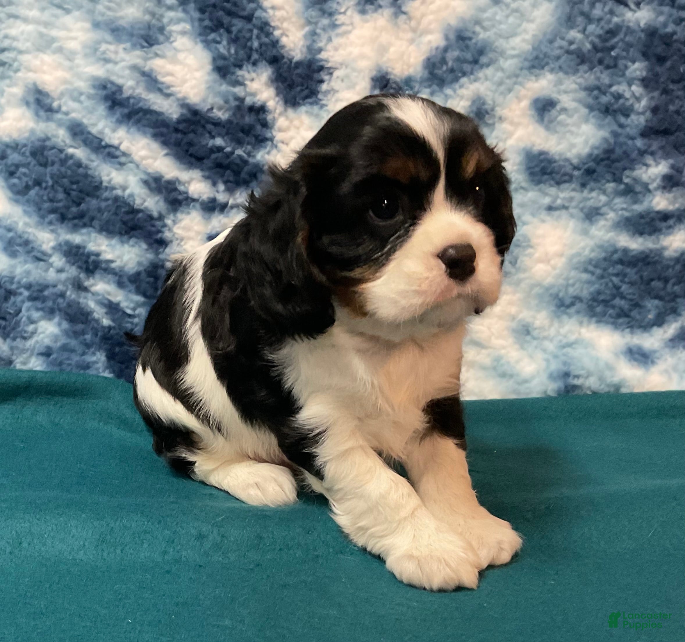 Cavalier King Charles Spaniel dogs Cavalier King Charles Spaniel Puppy 2 - Ad 1