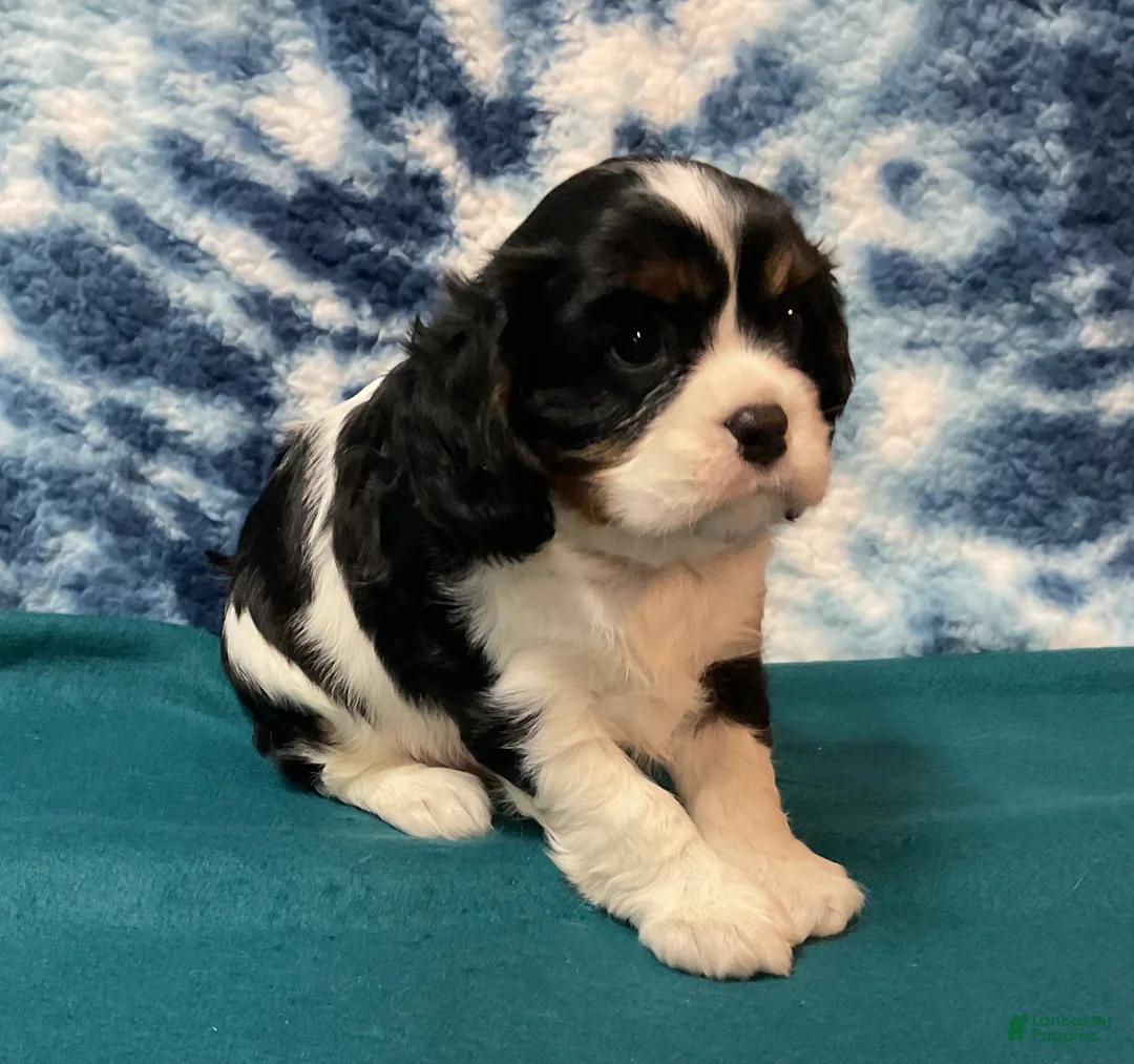 Cavalier King Charles Spaniel dogs for sale: Cavalier King Charles Spaniel Puppy 2 - Ad 1