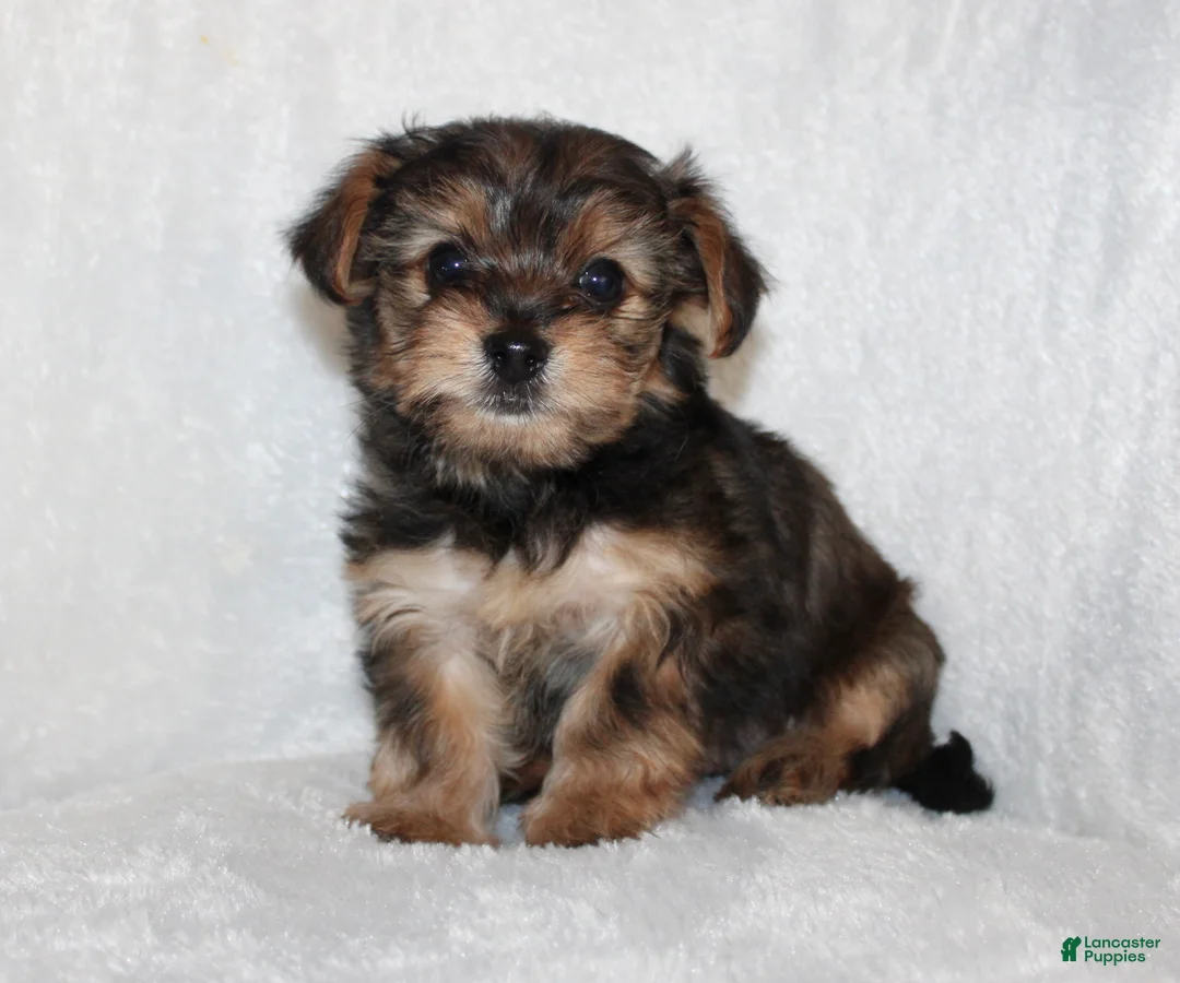 Yorkiepoo dogs for sale: Kilo - Ad 1