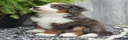 Mini Bernedoodle dogs for sale: Mini Jax - Ad 8