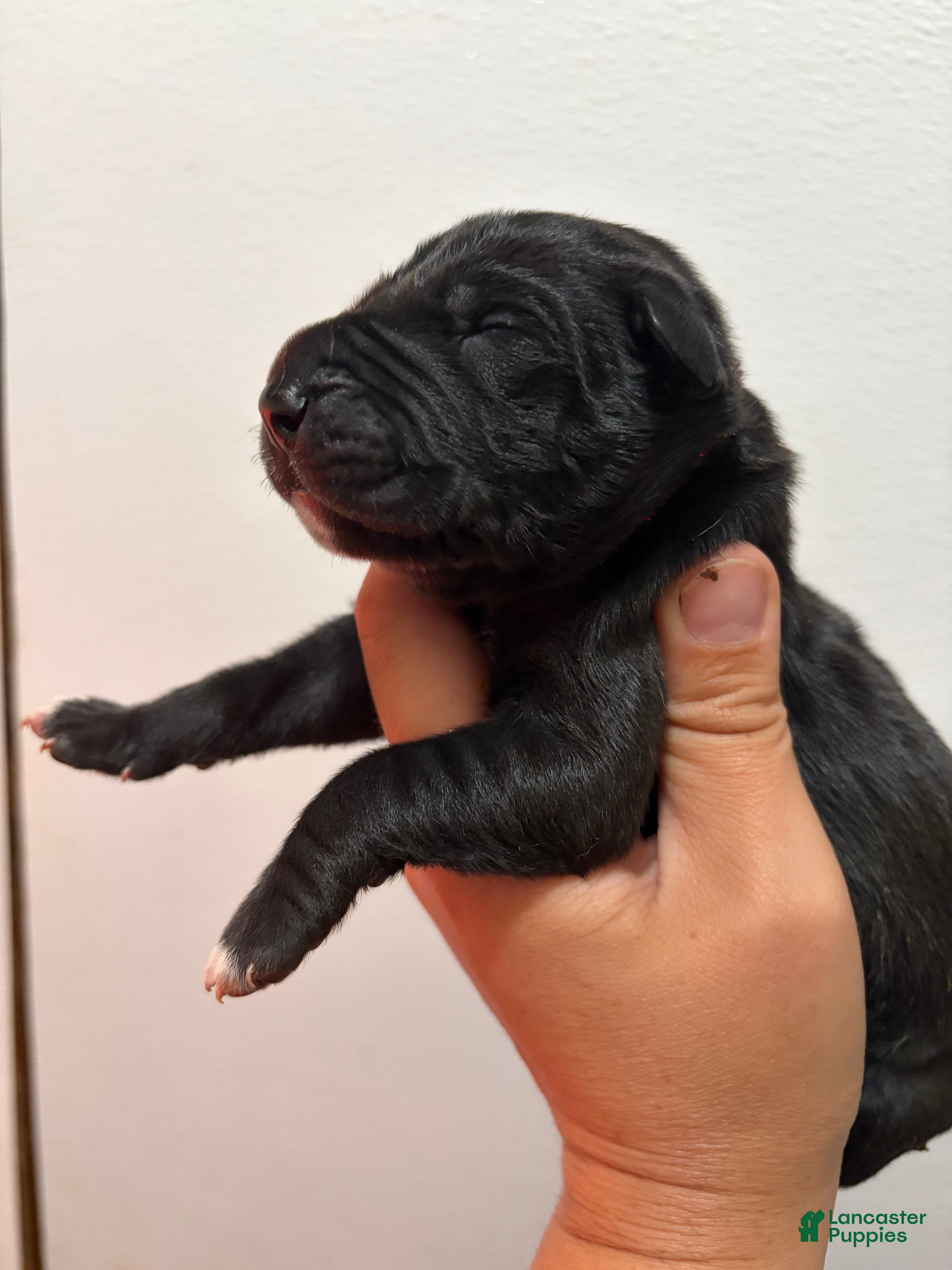 Great Dane dogs Cassidy  - Ad 2
