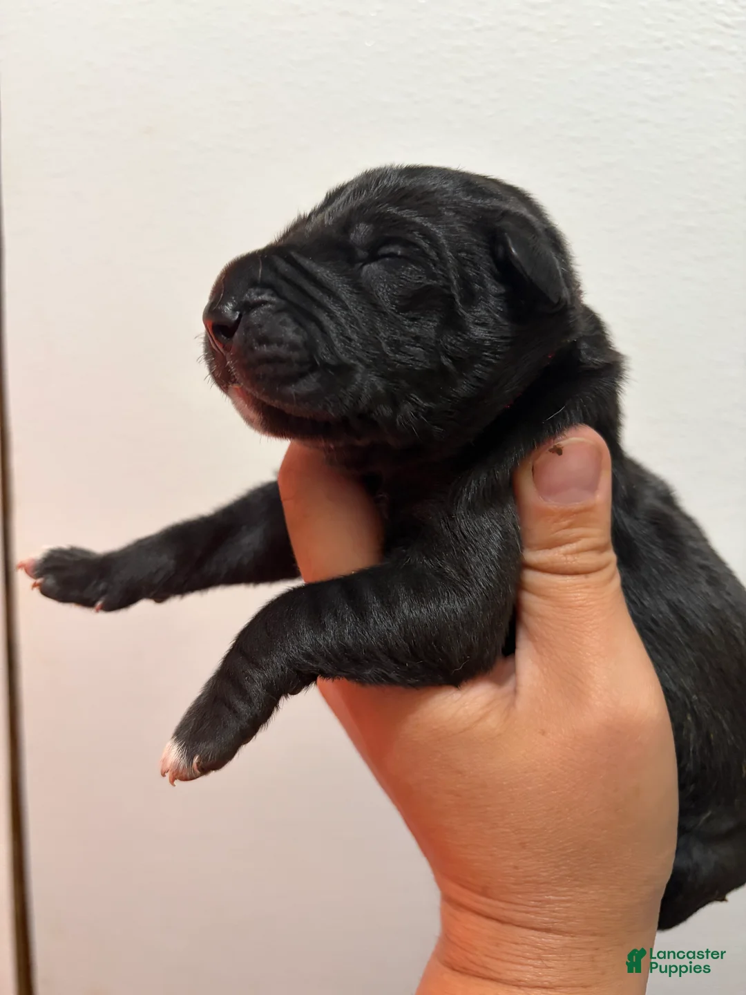 Great Dane dogs for sale: Cassidy  - Ad 2
