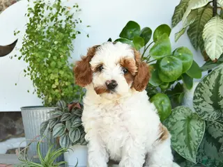 Cavapoo dogs for sale: Lily - Ad 3