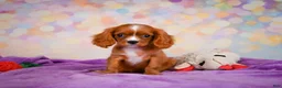 Cavalier King Charles Spaniel dogs for sale: Cody - Ad 6