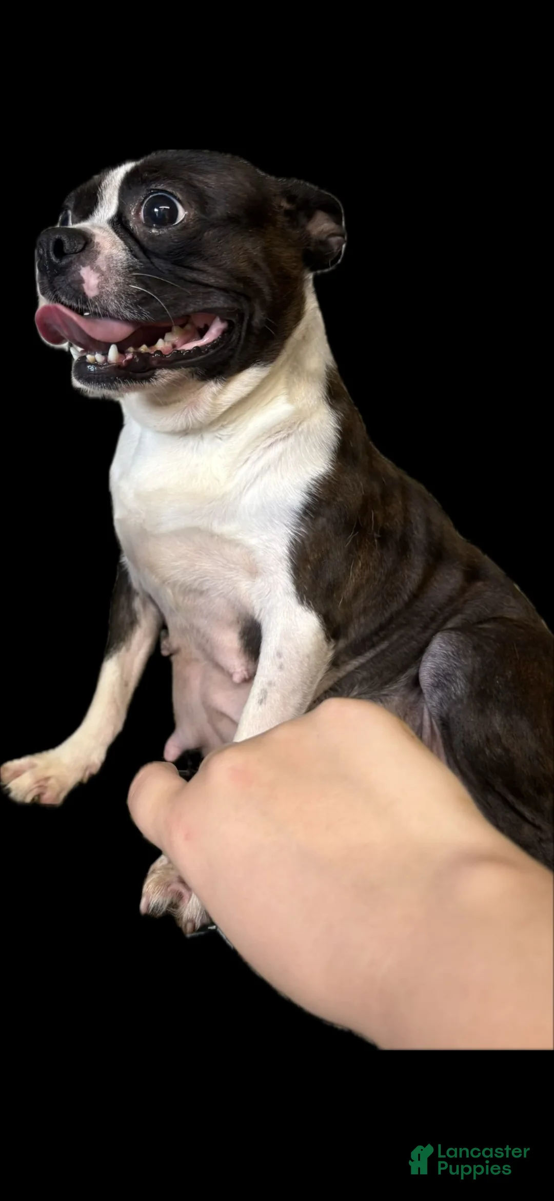Boston Terrier dogs for sale: Boston Terrier 2 - Ad 3
