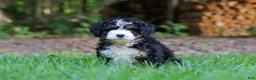 Mini Bernedoodle dogs for sale: Hershey - Ad 6