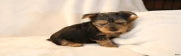 Yorkshire Terrier dogs for sale: Parker - Ad 3