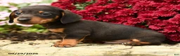 Dachshund dogs for sale: Donald - Ad 3