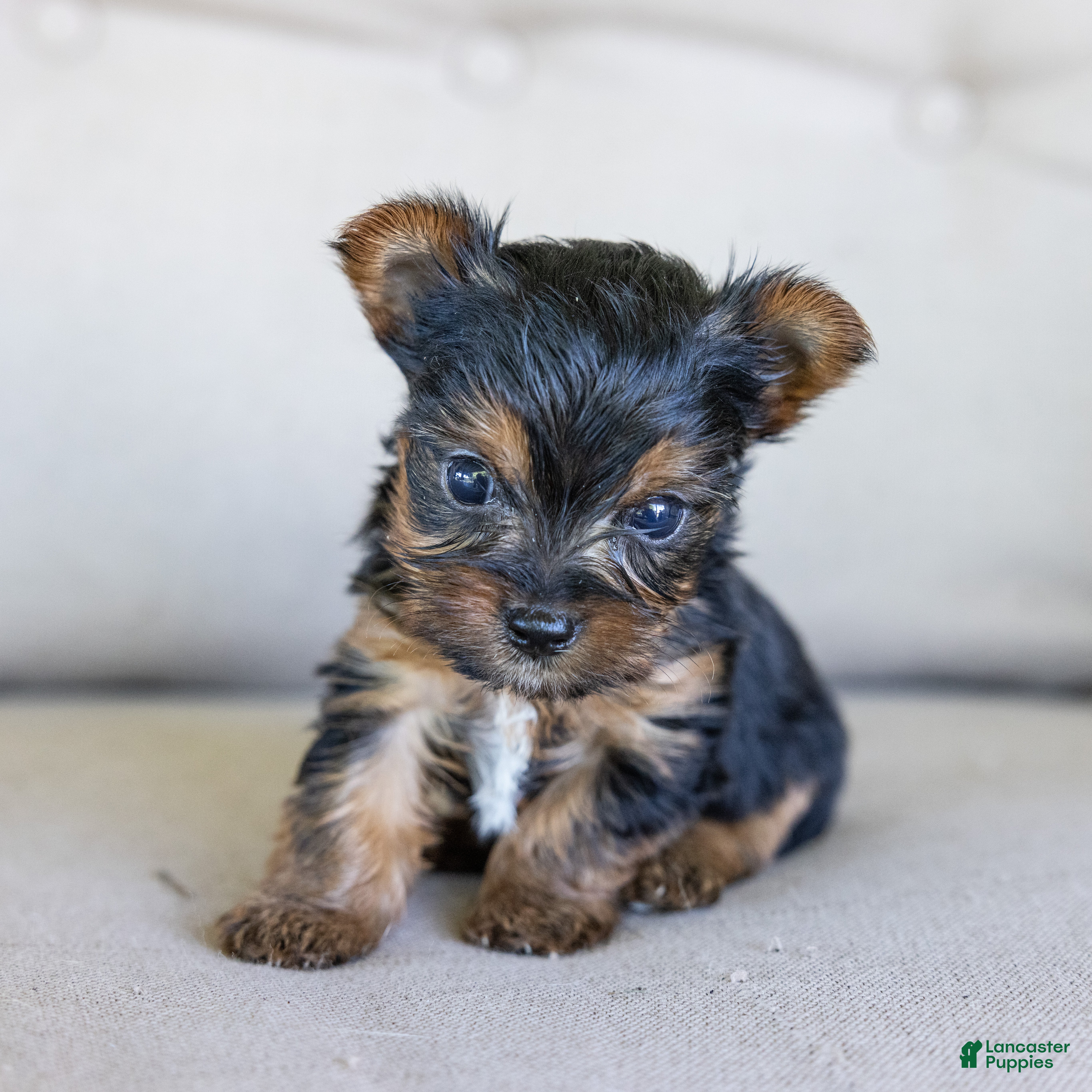 Yorkshire Terrier dogs Rick (Teacup) - Ad 1