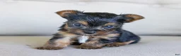 Yorkshire Terrier dogs for sale: Rick (Teacup) - Ad 1