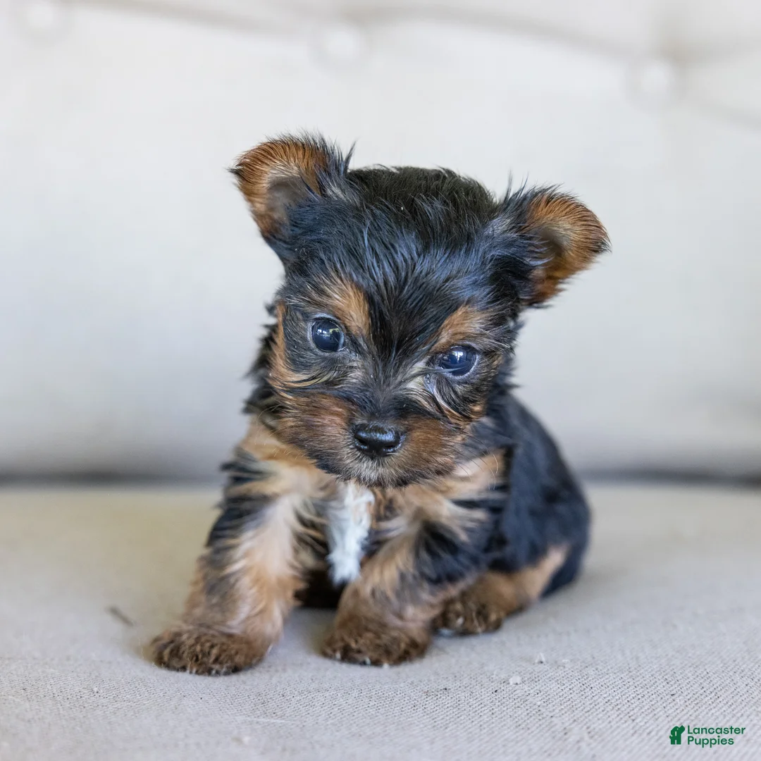 Yorkshire Terrier dogs for sale: Rick (Teacup) - Ad 1