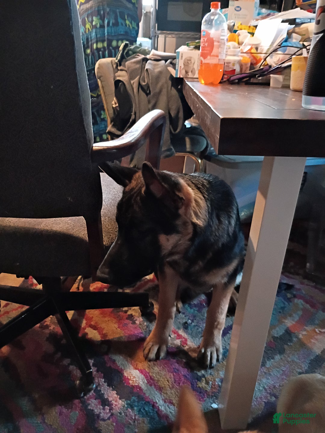 German Shepherd dogs for sale: German Shepherd Puppy 1 - Ad 4