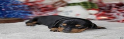 Miniature Dachshund dogs for sale: AKC Blade - Ad 8