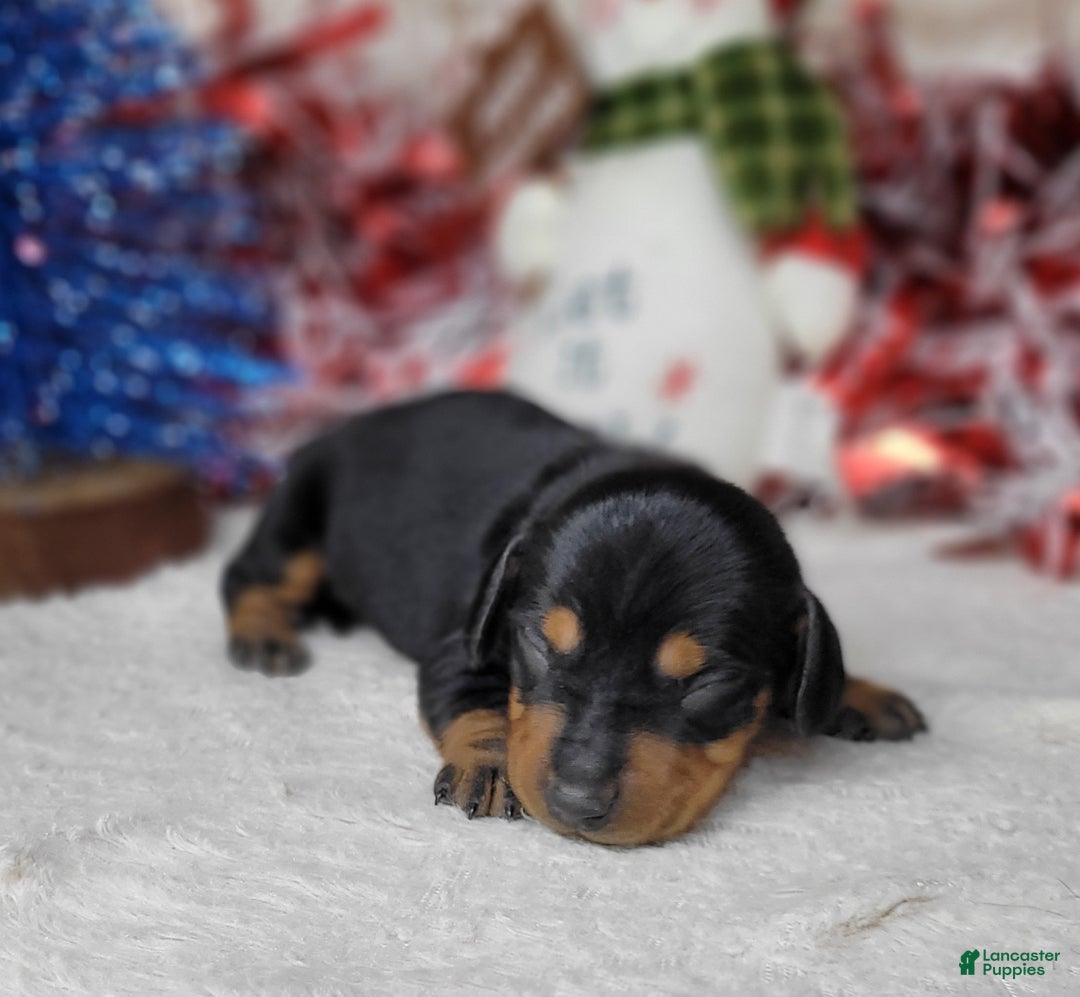 Miniature Dachshund dogs for sale: AKC Blade - Ad 8