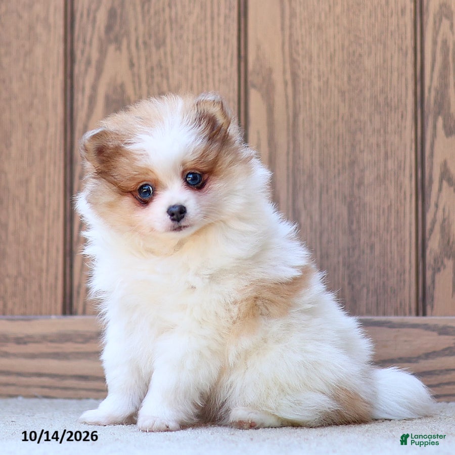 Pomeranian dogs for sale: Tiffany - Ad 1