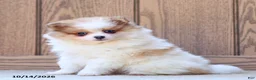 Pomeranian dogs for sale: Tiffany - Ad 1