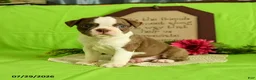Boston Terrier dogs for sale: Zeke - Ad 3