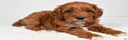 Cavapoo dogs for sale: Taffy - Ad 4