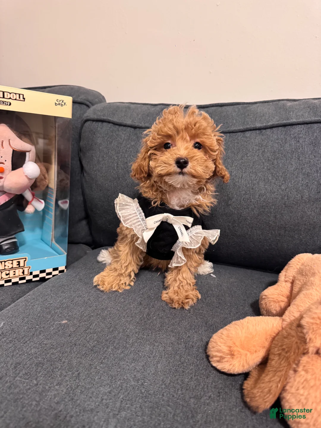 Maltipoo dogs for sale: Maltipoo Puppy 1 - Ad 1