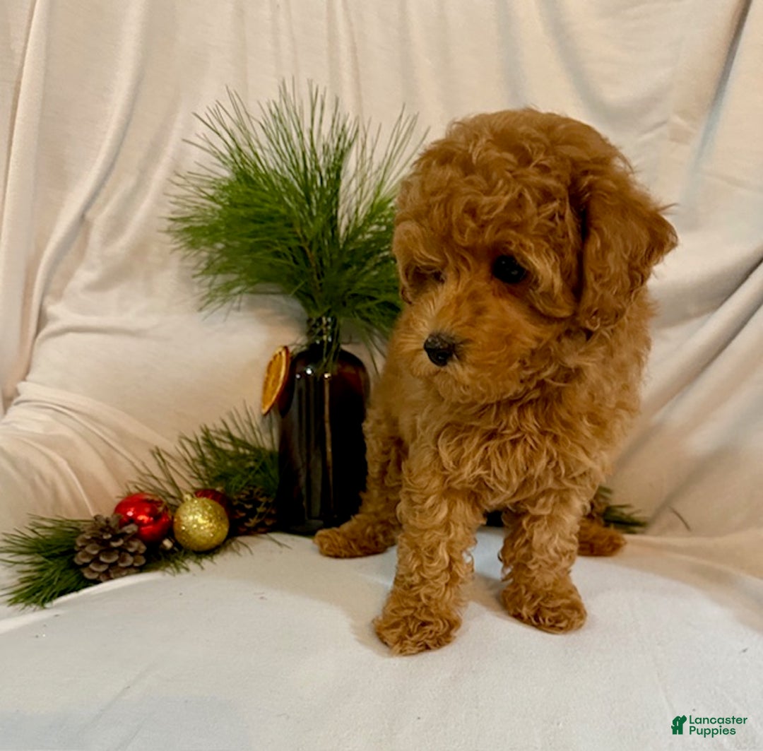 Toy Poodle dogs for sale: Grant - Ad 4