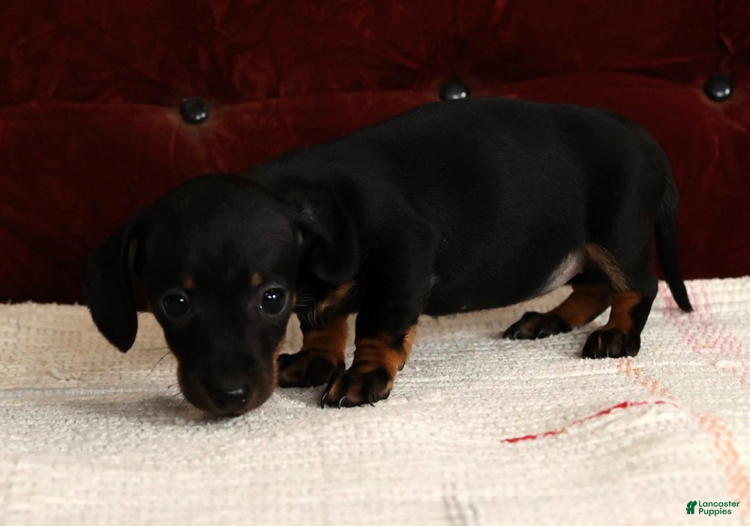 Miniature Dachshund dogs for sale: Kati - Ad 9