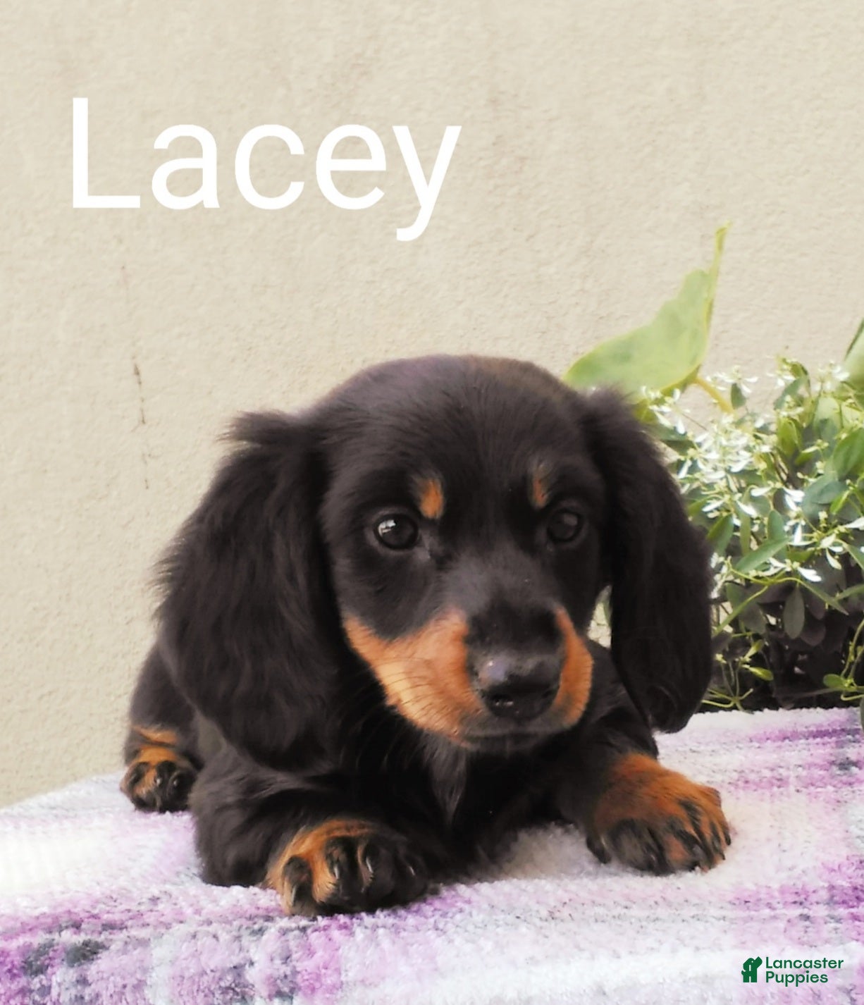 Dachshund dogs Lacey - Ad 28